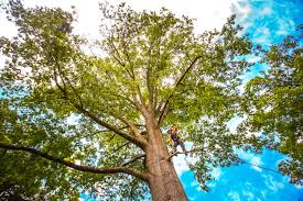 Best Leaf Removal  in Schofield, WI