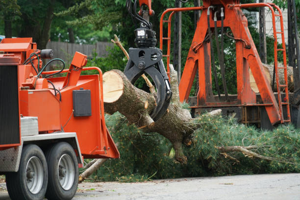 Best Firewood Processing and Delivery  in Schofield, WI