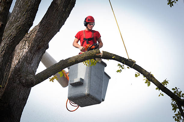  Schofield, WI Tree Services Pros