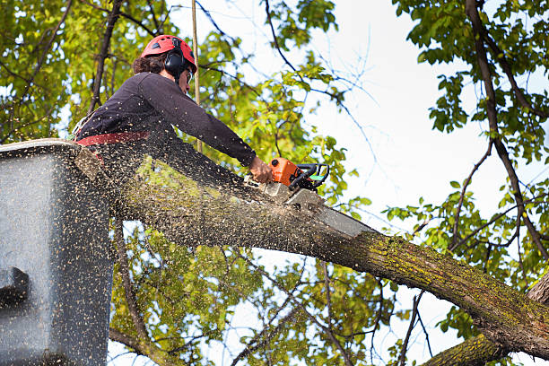 Best Palm Tree Trimming  in Schofield, WI